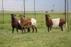 3X EWE DIDYMUS MEATMASTERS (PER PIECE TO TAKE THE LOT) - 3