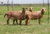 3X EWE DIDYMUS MEATMASTERS (PER PIECE TO TAKE THE LOT)