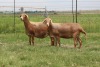 3X EWE DIDYMUS MEATMASTERS (PER PIECE TO TAKE THE LOT) - 2