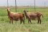 3X EWE DIDYMUS MEATMASTERS (PER PIECE TO TAKE THE LOT) - 3