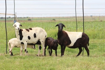 2+2X EWE DIDYMUS MEATMASTERS (PER PIECE TO TAKE THE LOT)