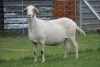 1X OOI/EWE RED RIBBON MEATMASTERS Pregnant - 15