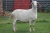 1X OOI/EWE RED RIBBON MEATMASTERS Pregnant - 7