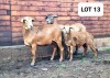 2X OOI/EWE HAKUNA MATATA MEATMASTERS 1x Pregnant (Buy per piece to take the lot) - 8