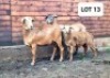 2X OOI/EWE HAKUNA MATATA MEATMASTERS 1x Pregnant (Buy per piece to take the lot) - 8