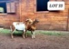 3X OOI/EWE HAKUNA MATATA MEATMASTERS 2x Pregnant(Buy per piece to take the lot) - 11