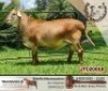 1X RAM BELOFTE MEATMASTERS - 4