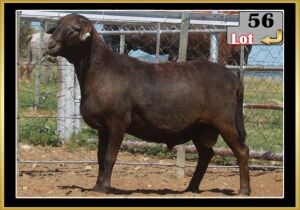 LOT 56 1X MEATMASTER RAM