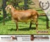 1X RAM BELOFTE MEATMASTERS - 5