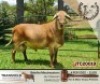 1X RAM BELOFTE MEATMASTERS - 6