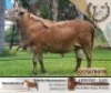 ONTTREK 1X RAM BELOFTE MEATMASTERS - 4