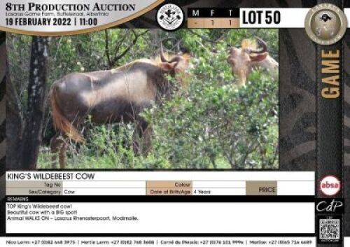 1 x KING&rsquo;S WILDEBEEST COW
