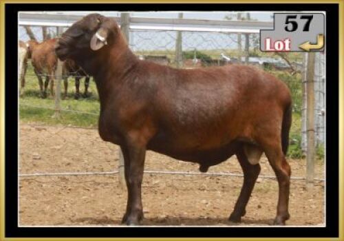 LOT 57 1X MEATMASTER RAM