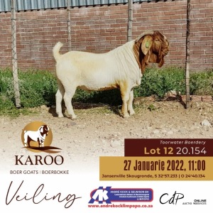 1X BOERBOK RAM Kudde TOORWATER BOERDERY