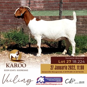 1X BOERBOK OOI/EWE Stoet - Dragtig TOORWATER BOERDERY