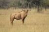 LOT 25&nbsp;1x GOUE WILDEBEES BUL/GOLDEN WILDEBEEST BULL