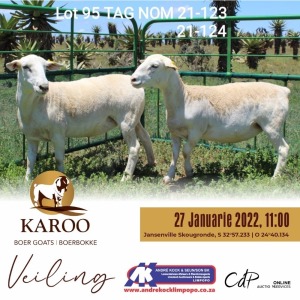 2X WIT DORPER OOI/EWE Kudde/Stoet MON DESIR WITDORPER STOET (Per Stuk om lot te neem)