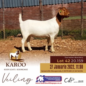 1X BOERBOK OOI/EWE Stoet - Dragtig TOORWATER BOERDERY