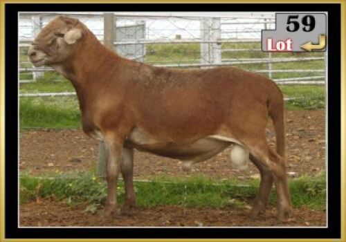 LOT 59 1X MEATMASTER RAM