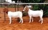 2X BOERBOK OOI/EWE Kudde - Oop WITSAND BOERBOKSTOET (Per stuk om lot te neem) - 4