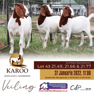 3X BOERBOK OOI/EWE 2 x Kudde/PS ERIK MEYER BOERBOKSTOET (Per stuk om lot te neem)