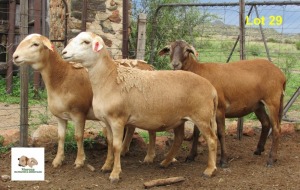 3X OOI/EWE MORENA MEATMASTERS (Buy per piece to take the lot)