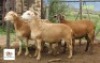 3X OOI/EWE MORENA MEATMASTERS (Buy per piece to take the lot)
