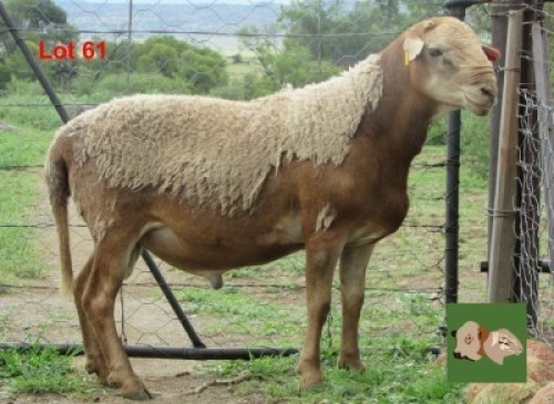 1X RAM MORENA MEATMASTERS