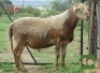 1X RAM MORENA MEATMASTERS