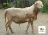 1X RAM MORENA MEATMASTERS - 2