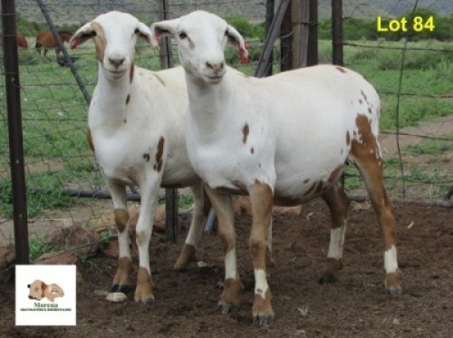 2X OOI/EWE MORENA MEATMASTERS 1xPregnant (Buy per piece to take the lot)