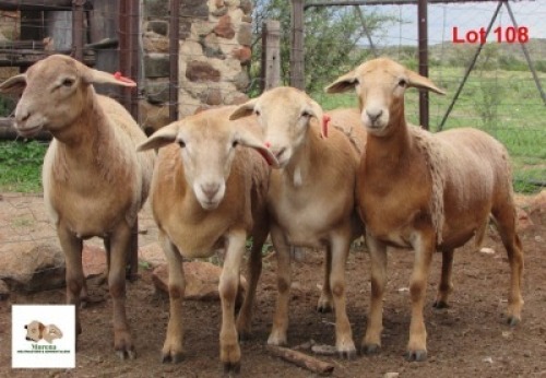 3X OOI/EWE MORENA MEATMASTERS 1x Pregnant(Buy per piece to take the lot)