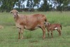 2X OOI/EWE DIDYMUS MEATMASTERS (Buy per piece to take the lot) - 3