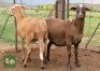2X OOI/EWE MORENA MEATMASTERS Pregnant(Buy per piece to take the lot) - 2