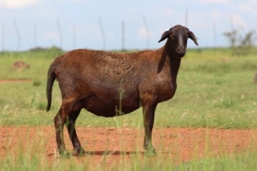 1X OOI/EWE DIDYMUS MEATMASTERS Pregnant