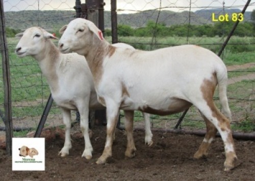 2X OOI/EWE MORENA MEATMASTERS 1x Pregnant(Buy per piece to take the lot)