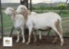 2X OOI/EWE MORENA MEATMASTERS 1x Pregnant(Buy per piece to take the lot)