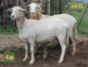 2X OOI/EWE MORENA MEATMASTERS 1x Pregnant(Buy per piece to take the lot) - 2