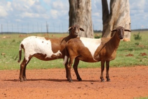 2X OOI/EWE DIDYMUS MEATMASTERS 1x Pregnant (Buy per piece to take the lot)