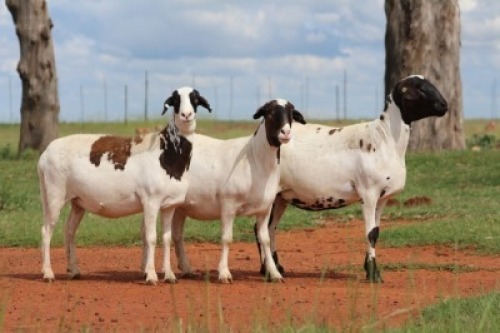 3X OOI/EWE DIDYMUS MEATMASTERS Pregnant(Buy per piece to take the lot)