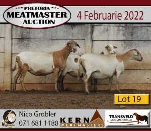 3X OOI/EWE KERN MEATMASTERS 2xPregnant(Buy per piece to take the lot)