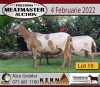 3X OOI/EWE KERN MEATMASTERS 2xPregnant(Buy per piece to take the lot) - 2