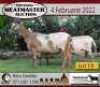 3X OOI/EWE KERN MEATMASTERS 2xPregnant(Buy per piece to take the lot) - 2