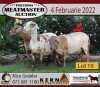 3X OOI/EWE KERN MEATMASTERS 2xPregnant(Buy per piece to take the lot) - 3