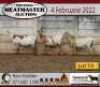 3X OOI/EWE KERN MEATMASTERS 2xPregnant(Buy per piece to take the lot) - 4