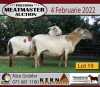 3X OOI/EWE KERN MEATMASTERS 2xPregnant(Buy per piece to take the lot) - 5