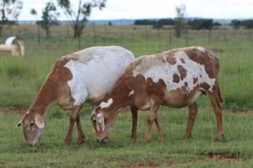 2X OOI/EWE DIDYMUS MEATMASTERS Pregnant(Buy per piece to take the lot)