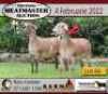2X OOI/EWE KERN MEATMASTERS 1x Pregnant(Buy per piece to take the lot) - 2