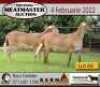 2X OOI/EWE KERN MEATMASTERS 1x Pregnant(Buy per piece to take the lot) - 3