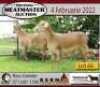 2X OOI/EWE KERN MEATMASTERS 1x Pregnant(Buy per piece to take the lot) - 4